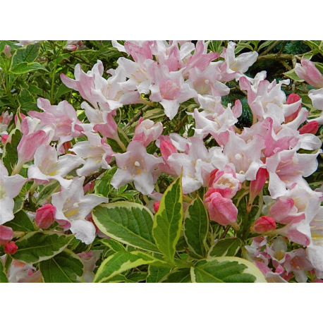 WEIGELA Вейгела