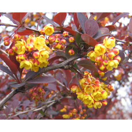 BERBERIS (Берберис) 