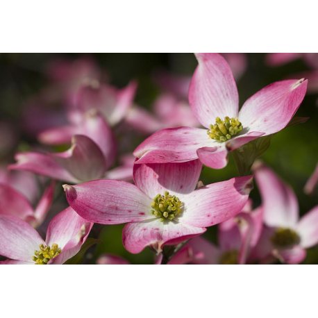 CORNUS Корнус (кучешки дрян)