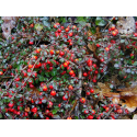 COTONEASTER Котонеастер 