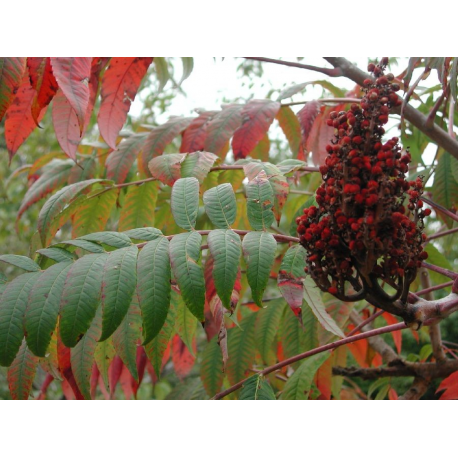 RHUS Рус