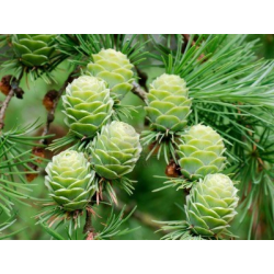 Larix decidia ЛАРИКС (лиственица)