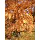 Metasequoia glyptosroboides МЕТАСЕКВОЯ