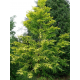 Metasequoia glyptosroboides МЕТАСЕКВОЯ