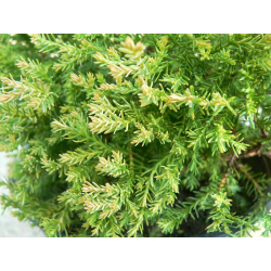 Thuja occidentalis ТУЯ