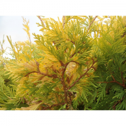 Thuja orientalis "Aurea Nana" ТУЯ