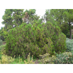 Thuja orientalis "Rosedalis" ТУЯ