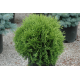 Thuja occidentalis "Hetz Midget" ТУЯ