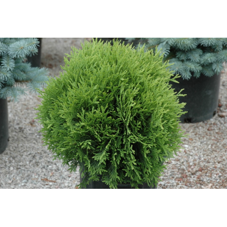 Thuja occidentalis "Hetz Midget" ТУЯ