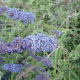 КАТ.№ 100037 Buddleja dav. 'Blue Heaven' 25/30 будлея