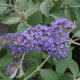 КАТ.№ 100037 Buddleja dav. 'Blue Heaven' 25/30 будлея