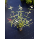 КАТ.№ 100038 Buddleja 'Royal Red' 40/60 пеперуден храст летен люляк