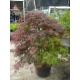 КАТ.№ 100192 Acer palmatum ''Dissectum Garnet'' 125/150