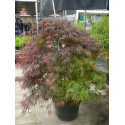 КАТ.№ 100192 Acer palmatum ''Dissectum Garnet'' 100/120