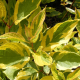 КАТ.№ 100362 Cornus alba 'Gouchaultii 30/40