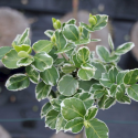 Euonymus fortunei 'Emerald Gaiety' 40/60 евонимус