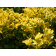 КАТ.№ 100495 Euonymus jap. 'Aureomarginatus' 30/40