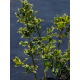 КАТ.№ 100581 Ilex aq. 'Aureomarginata' 100/120