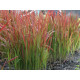 КАТ.№ 100591 Imperata cylindrica 'Red Baron' 30/40