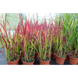  Imperata cylindrica 'Red Baron' Императа