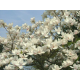 КАТ.№ 100725 Magnolia soul. 'Superba' 60/80