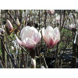  Magnolia soulangiana Магнолиа солангеана