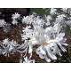 КАТ.№ 100728 Magnolia stellata 40/60