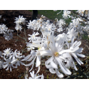 Магнолиа стелата Magnolia stellata 