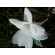 КАТ.№ 100728 Magnolia stellata 40/60