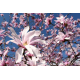 КАТ.№ 100729 Magnolia stellata 'Rosea' 40/60