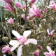 КАТ.№ 100729 Magnolia stellata 'Rosea' 40/60