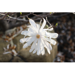 КАТ.№ 100730 Magnolia stellata 'Royal Star' 40/60