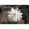 КАТ.№ 100730 Magnolia stellata 'Royal Star' 100/125