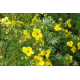 КАТ.№ 100903 Potentilla frut. 'Goldstar' 20/30