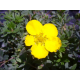 КАТ.№ 100903 Potentilla frut. 'Goldstar' 20/30