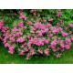 КАТ.№ 101024 Spiraea 'Antony Waterer'