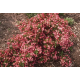 КАТ.№ 101208 Weigela florida 'Rumba'