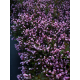 КАТ.№ 101209 Weigela florida 'Victoria' 40/50