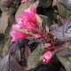 КАТ.№ 101209 Weigela florida 'Victoria' 40/50