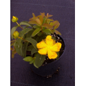  Hypericum calycinum 'Hidcote' 20/30 Хиперикум