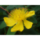 КАТ.№ 100576 Hypericum calycinum 'Hidcote' 20/30