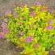 КАТ.№ 101030 Spiraea 'Gold Flame' 30/40