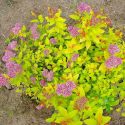 КАТ.№ 101030 Spiraea 'Gold Flame' 30/40