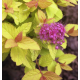 КАТ.№ 101030 Spiraea 'Gold Flame' 30/40