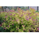 КАТ.№ 101030 Spiraea 'Gold Flame' 30/40