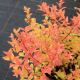 КАТ.№ 101029 Spiraea 'Firelight' 20/30