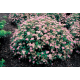 КАТ.№ 101036 Spiraea japonica 'Little Princess' 20/30