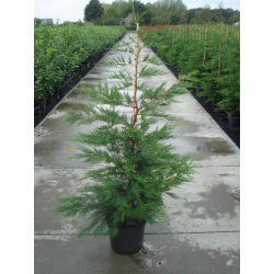  Cupressocyparis leylandii 60/70 купресокипарис