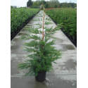  Cupressocyparis leylandii 60/70 купресокипарис