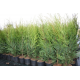 КАТ.№ 100416 Cupressocyparis leylandii 60/70